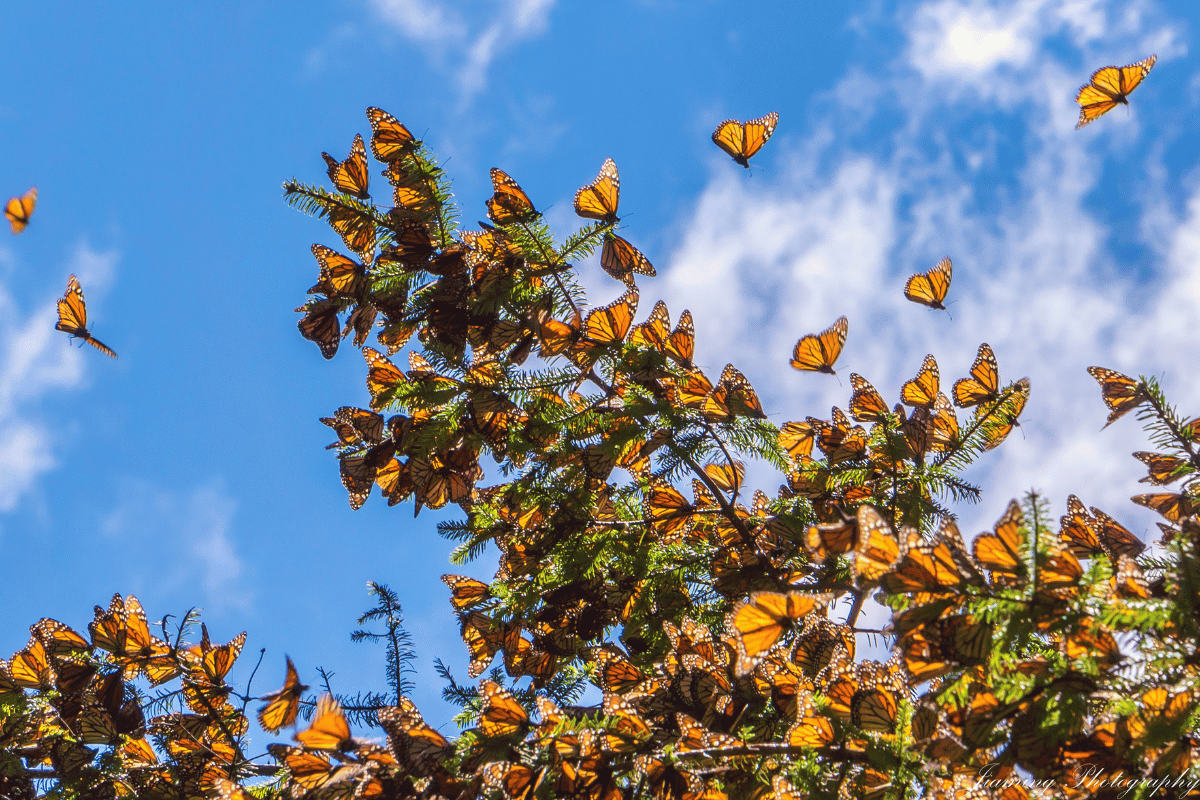 Monarch butterflies nearly doubled their numbers, and lawmakers noticed.png